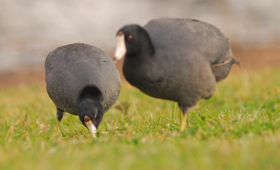 birds5.jpg