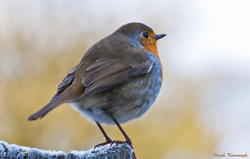 Fat Little Robin.jpg