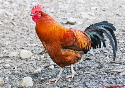 Cocky Rooster.jpg