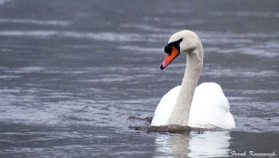 Mute Swan.jpg