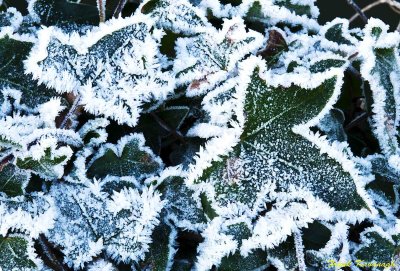 Frosted Ivy.jpg