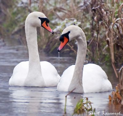 Mute Swans.jpg