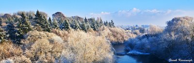 Snowy Tree Line Over The River Nore.jpg