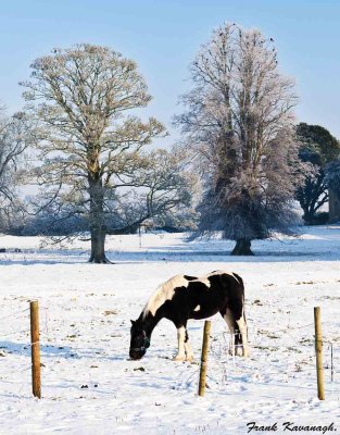 Piebald Horse.jpg