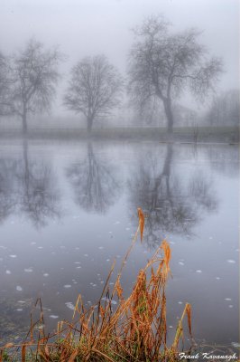 Trees in the fog.jpg