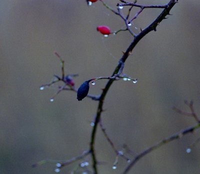 Nature 35mm scans