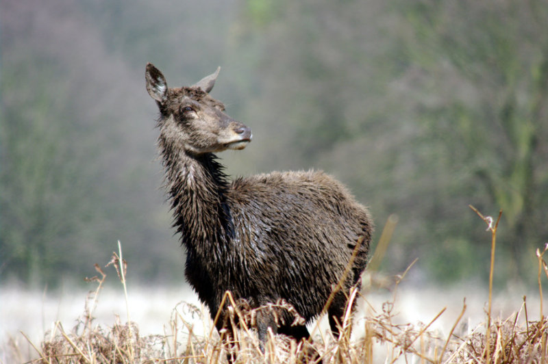 Richmond Park Deer 04.jpg