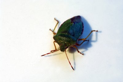 Green Shield Bug Palomena prasina.jpg