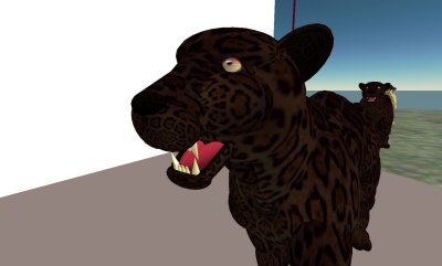 Jaguar (Panthera Onca)_015.jpg