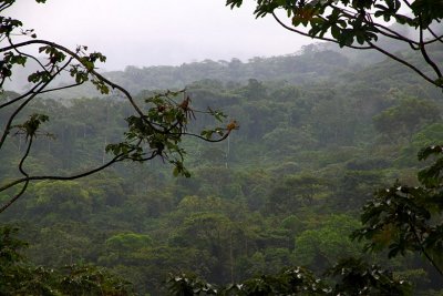 Rain Forest...in the Rain