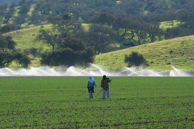 Salinas Valley, Ca, (Migrant Husband & Wife at Labor)