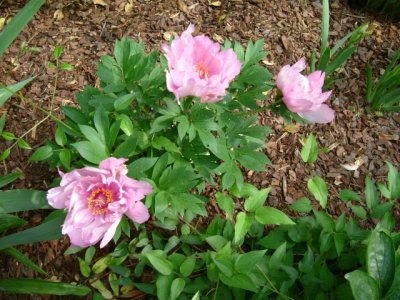 Many, many different varieties of peonies