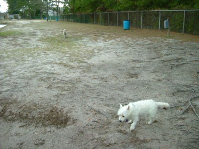 In Myrtle Beach, Buffy got to play around at the dog park