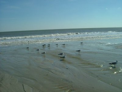 Sea gulls standing in the fresh run off water