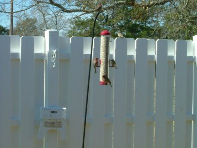 I hung up a bird feeder (and turned the step stool around to the prettier side)....