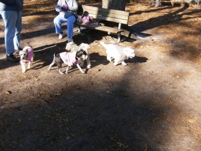 Buffy playing with the small dogs in the dog park