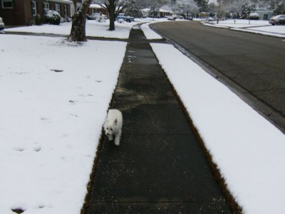Plugging along down the sidewalk sniffing the snow