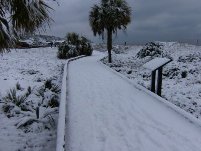 Snow on the boardwalk and the palms