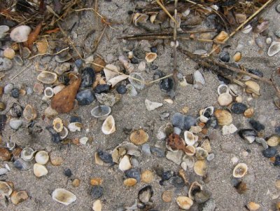 Lots of shells and things on the beach from last night's high tide