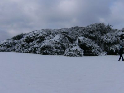 Low wind-pruned trees in snow