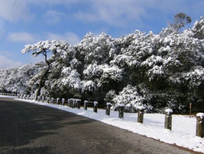 Blue skies behind snow covered trees