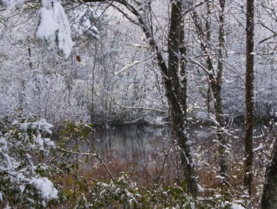 View again of that little pond with snow on the trees