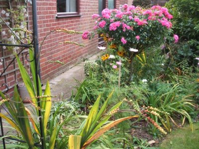The garden of Lynda's parents in Rumburgh; most of the plants have been grown from seed!!