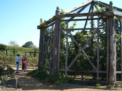 A HUGE berry cage