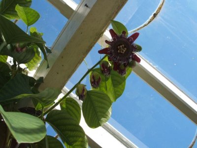 Passion flower in the incredibly hot greenhouse!