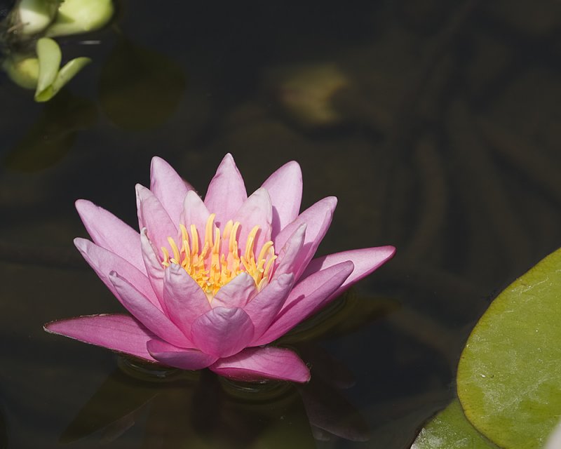 Pink Water Lily