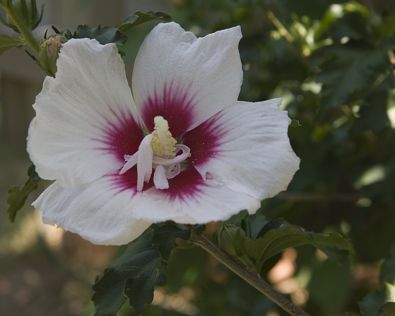 Rose of Sharon