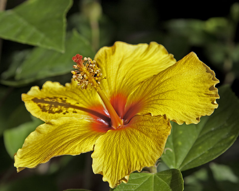 Yellow Hibiscus