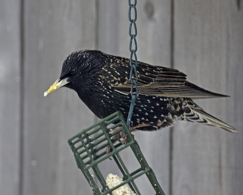 I love that suet.