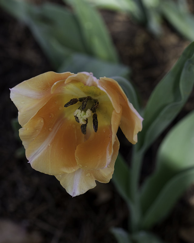 Golden Tulip