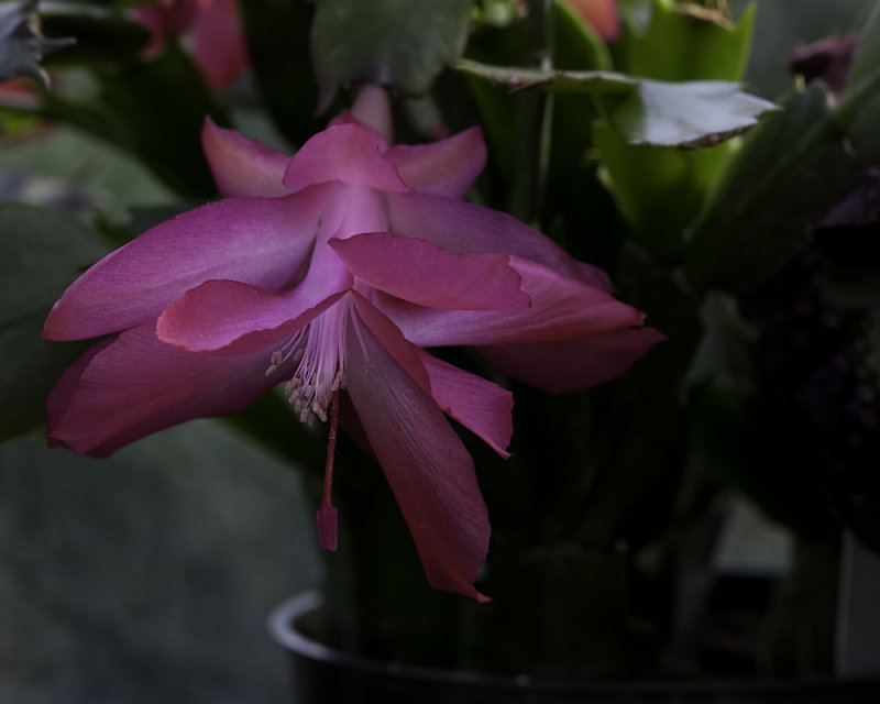 My Favorite Flower