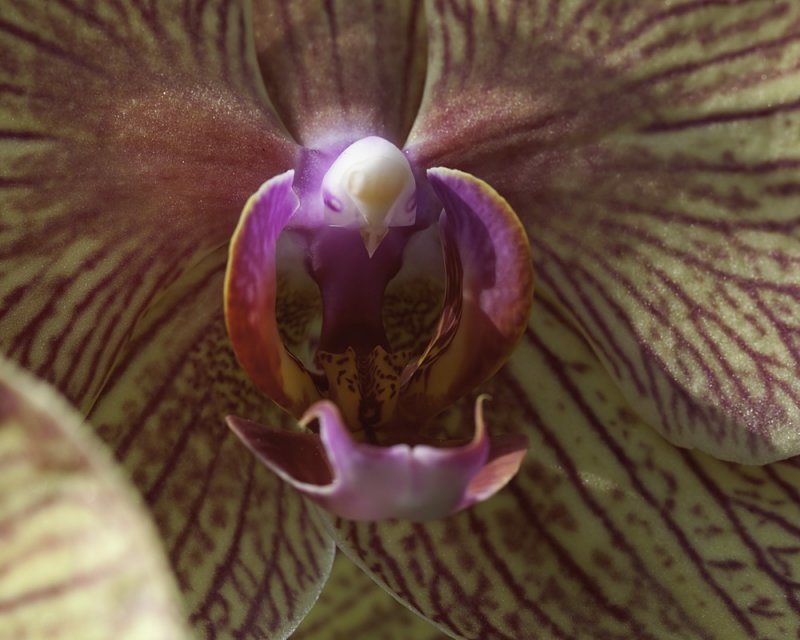 Inside A Fiesta Orchid