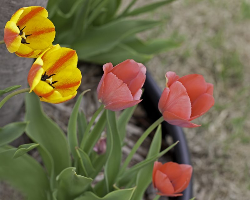 Tulips In The Wind