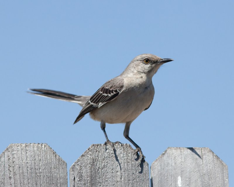 Cat Bird