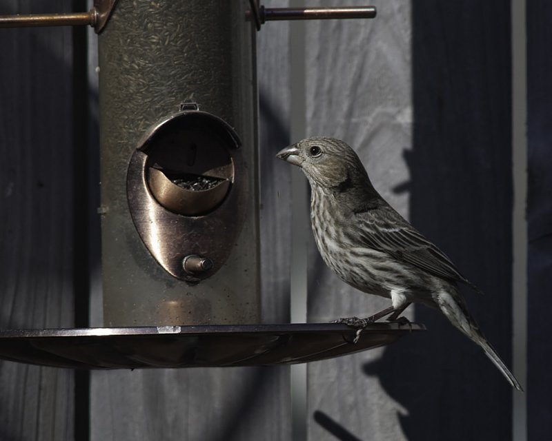 Finch On Feeder