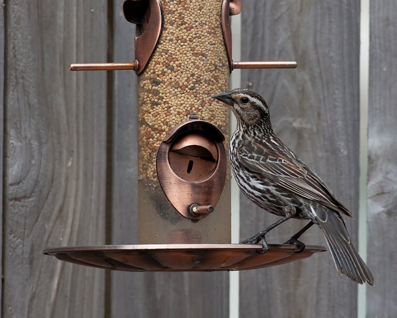 Female Red Winged Blackbird