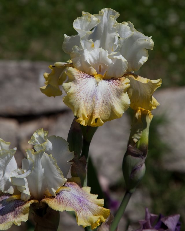 Yellow Lavender