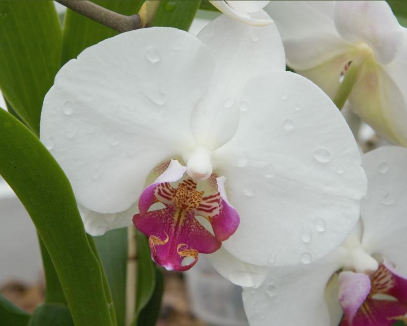 Phalaenopsis Cloud Ballet