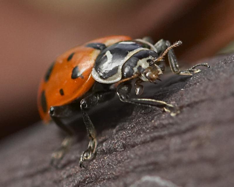 Ladybug - Macro