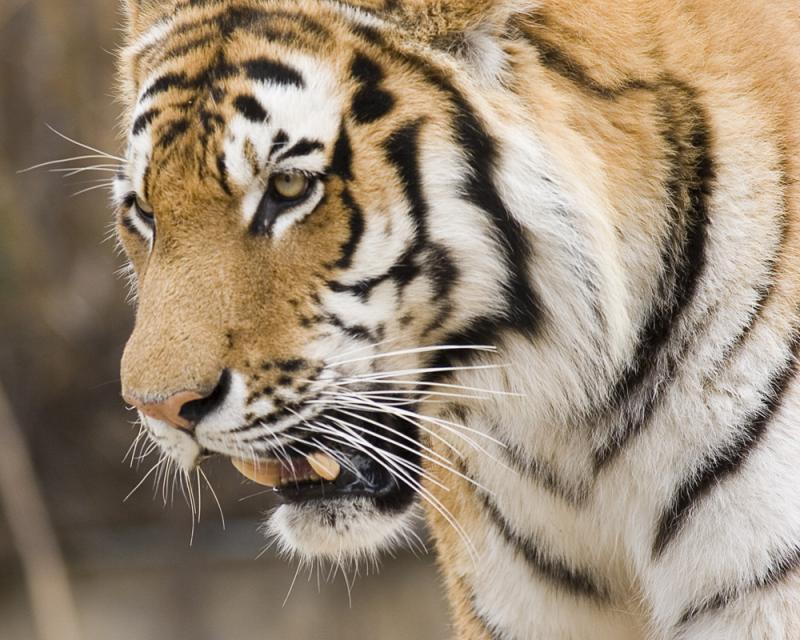 Tiger Up Close