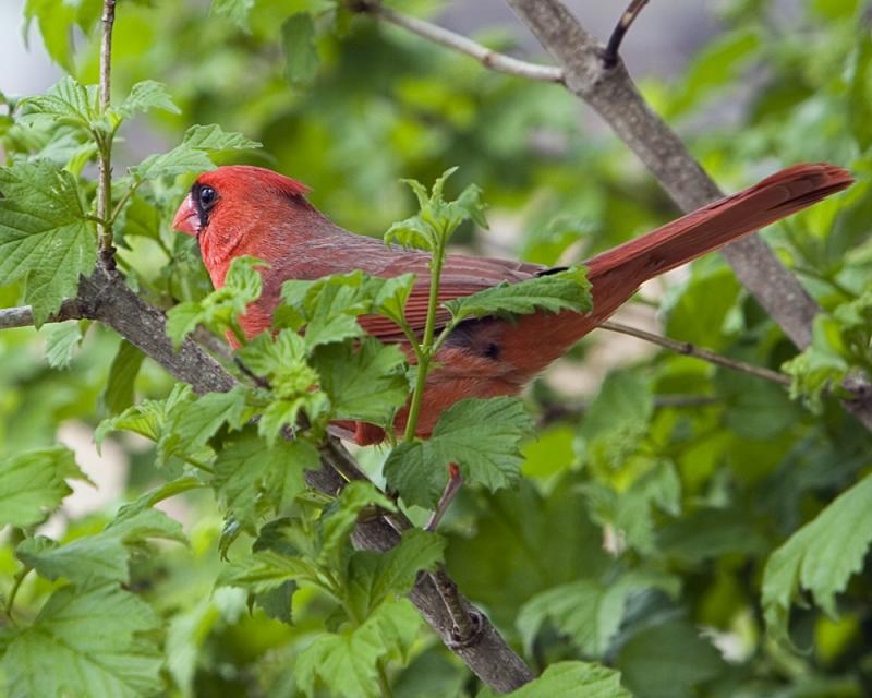 Tulsa Zoo Cardinal