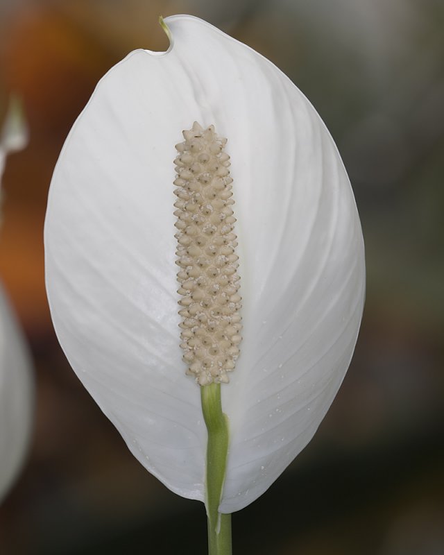 White Anthurium