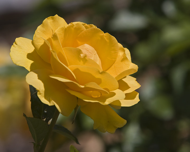 Yellow Rose Of Oklahoma