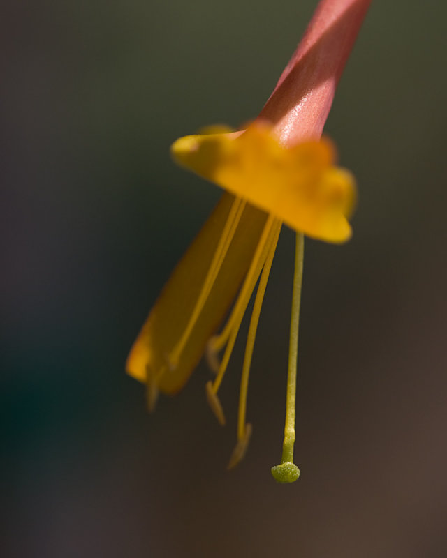 Honey Suckle Blossom