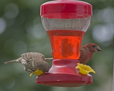 Hummer Finches