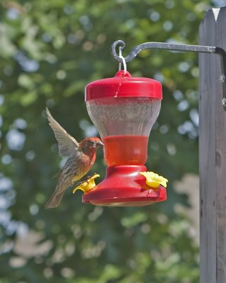 Red House Finches